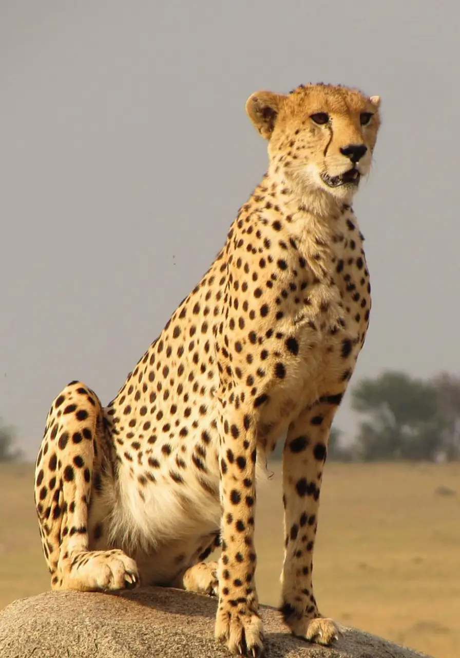 5-days-tanzania-highlights-safaris-4