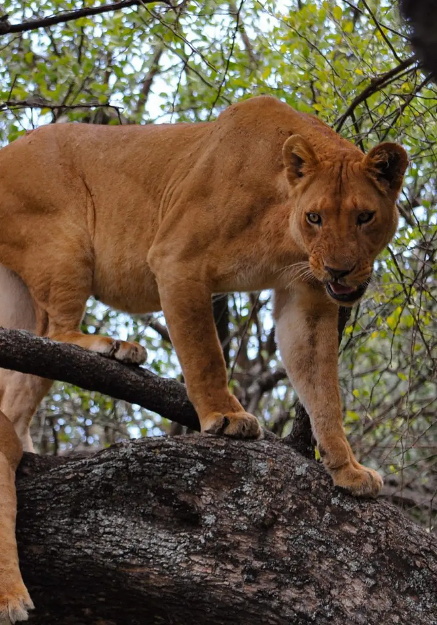 5-days-tanzania-highlights-safaris-5