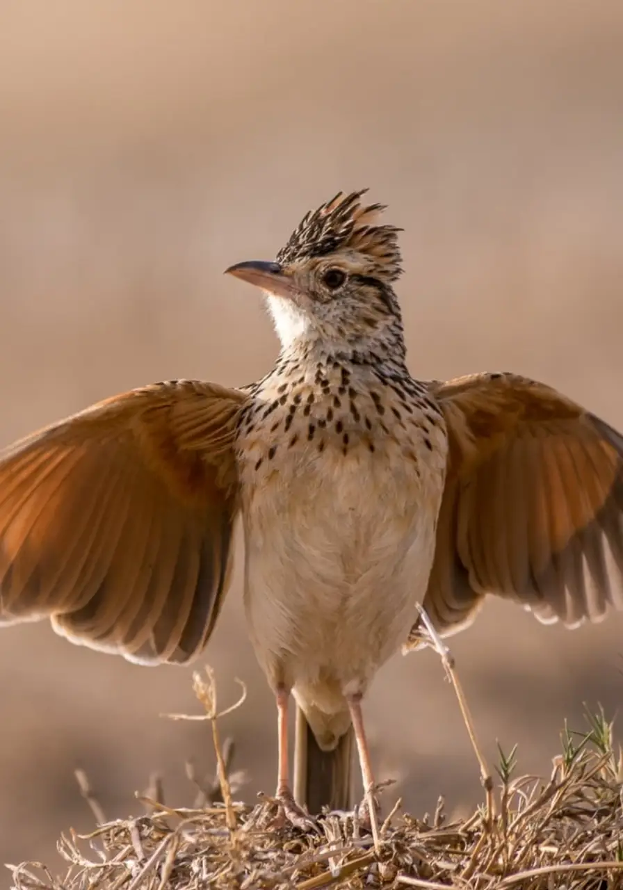 5-days-tanzania-highlights-safaris-6