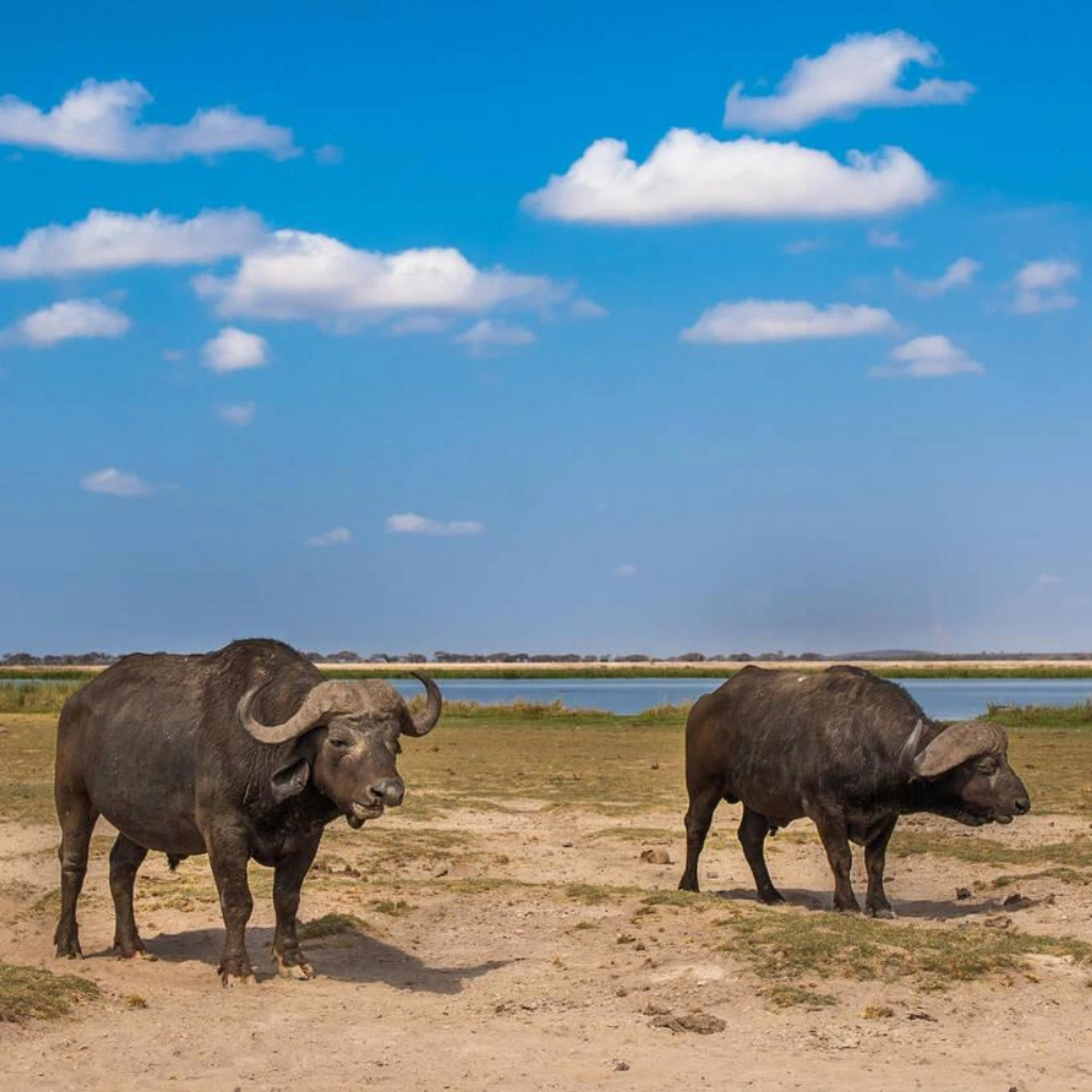 6 Days Kenya Plains Safaris Attractions