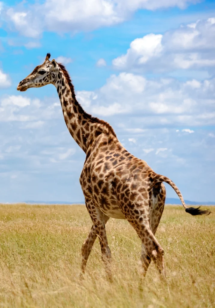 6 Days Kenya Plains Safaris Wildlife
