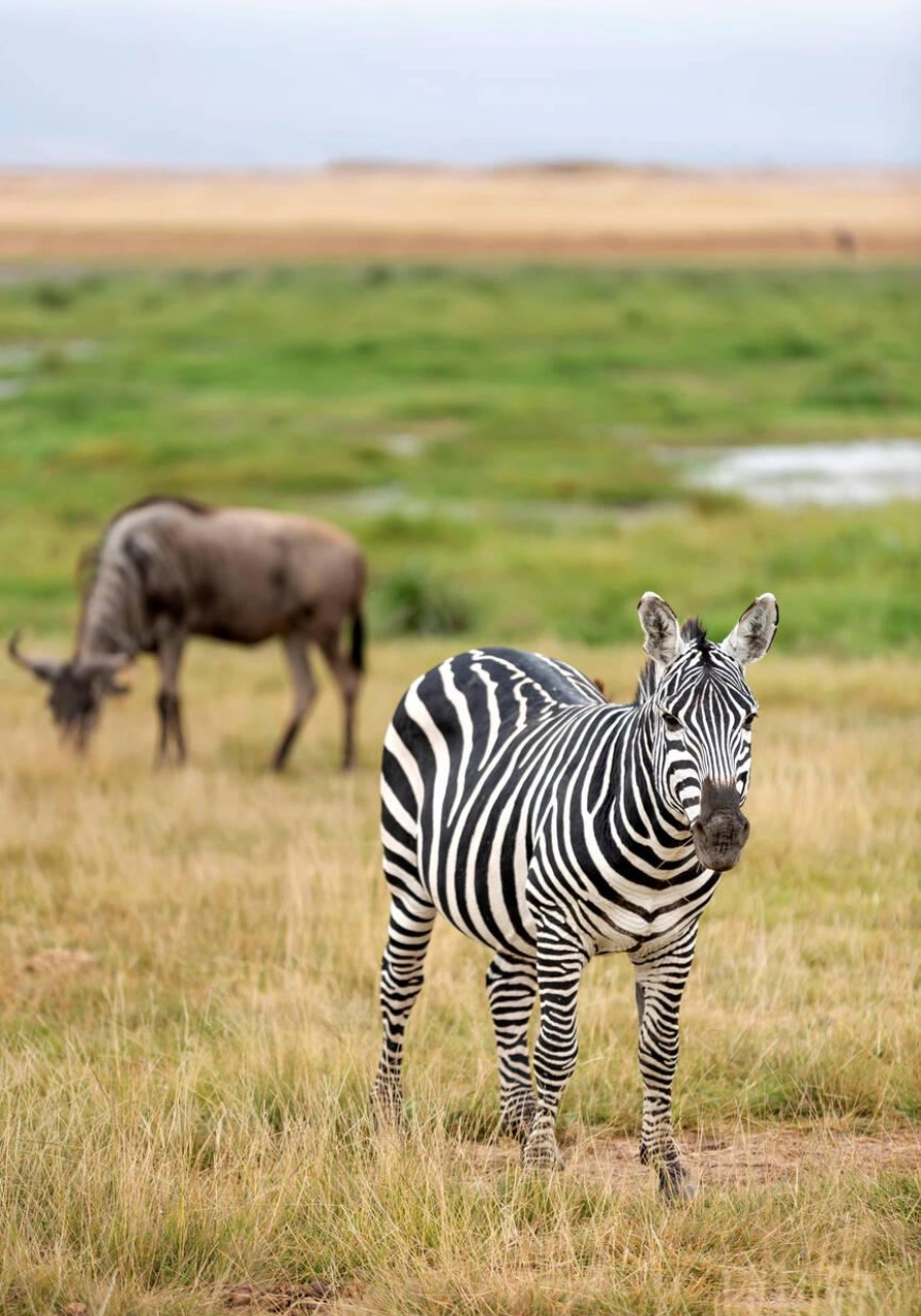 6 Days Kenya Plains Safaris Wildlife