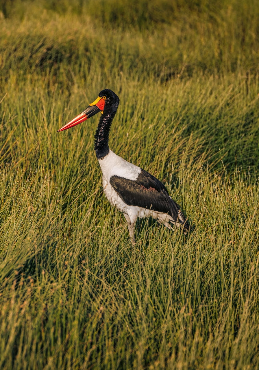 6 Days Kenya Plains Safaris Attractions