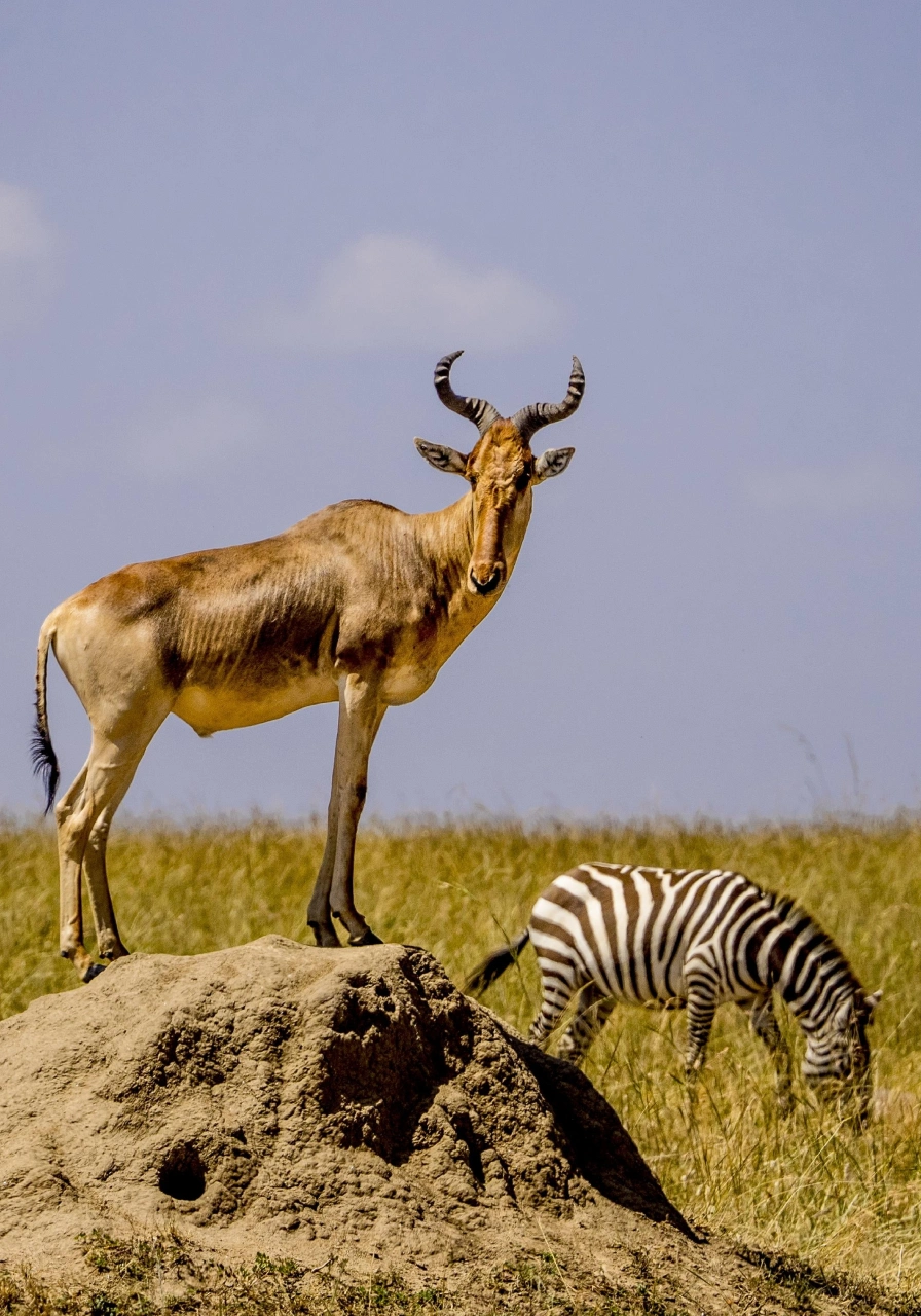 6 Days Kenya Plains Safaris Wildlife