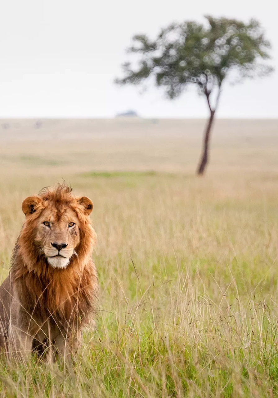 6 Days Kenya Plains Safaris Wildlife