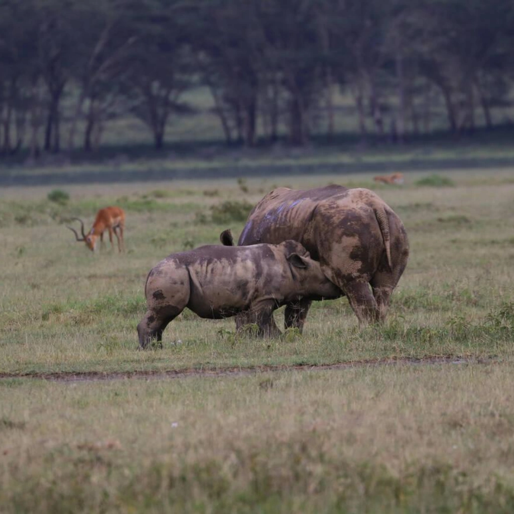 6 Days Masai Mara Safari Attractions