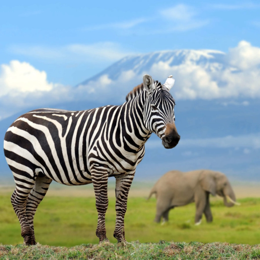 6 Days Masai Mara Safari Wildlife