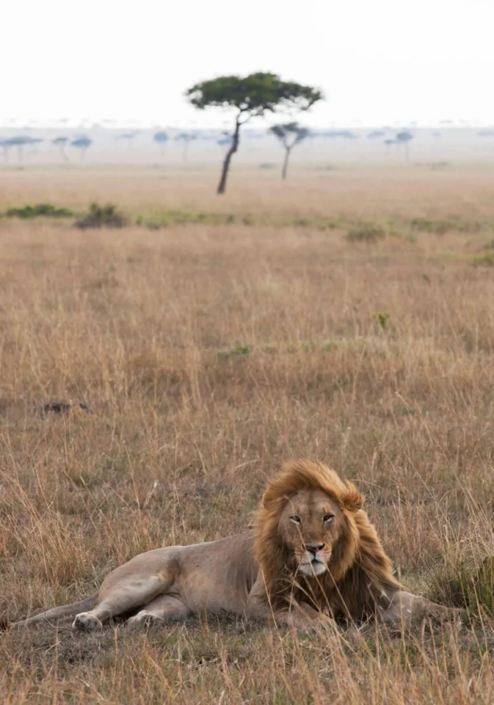6 Days Masai Mara Safari Wildlife