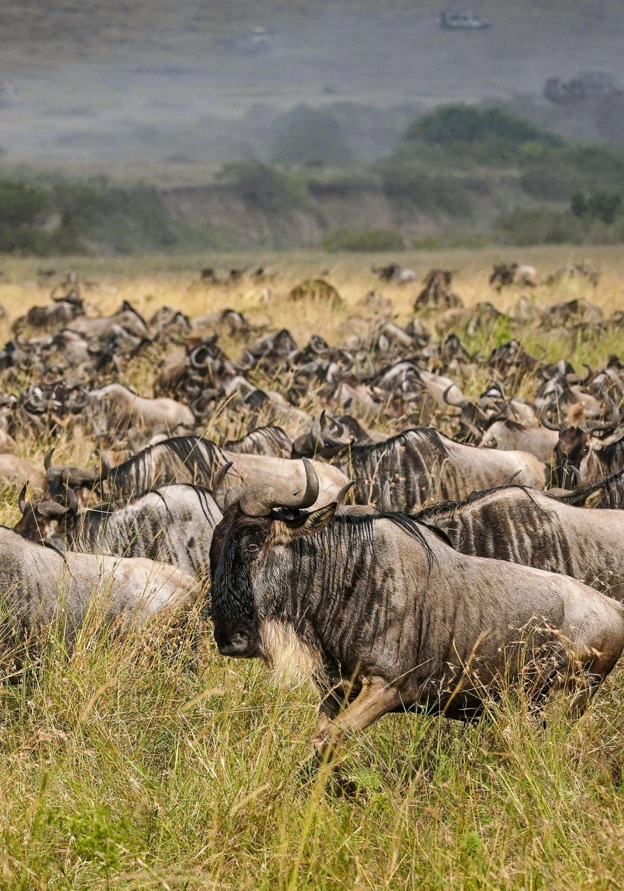 6 Days Masai Mara Safari Attractions