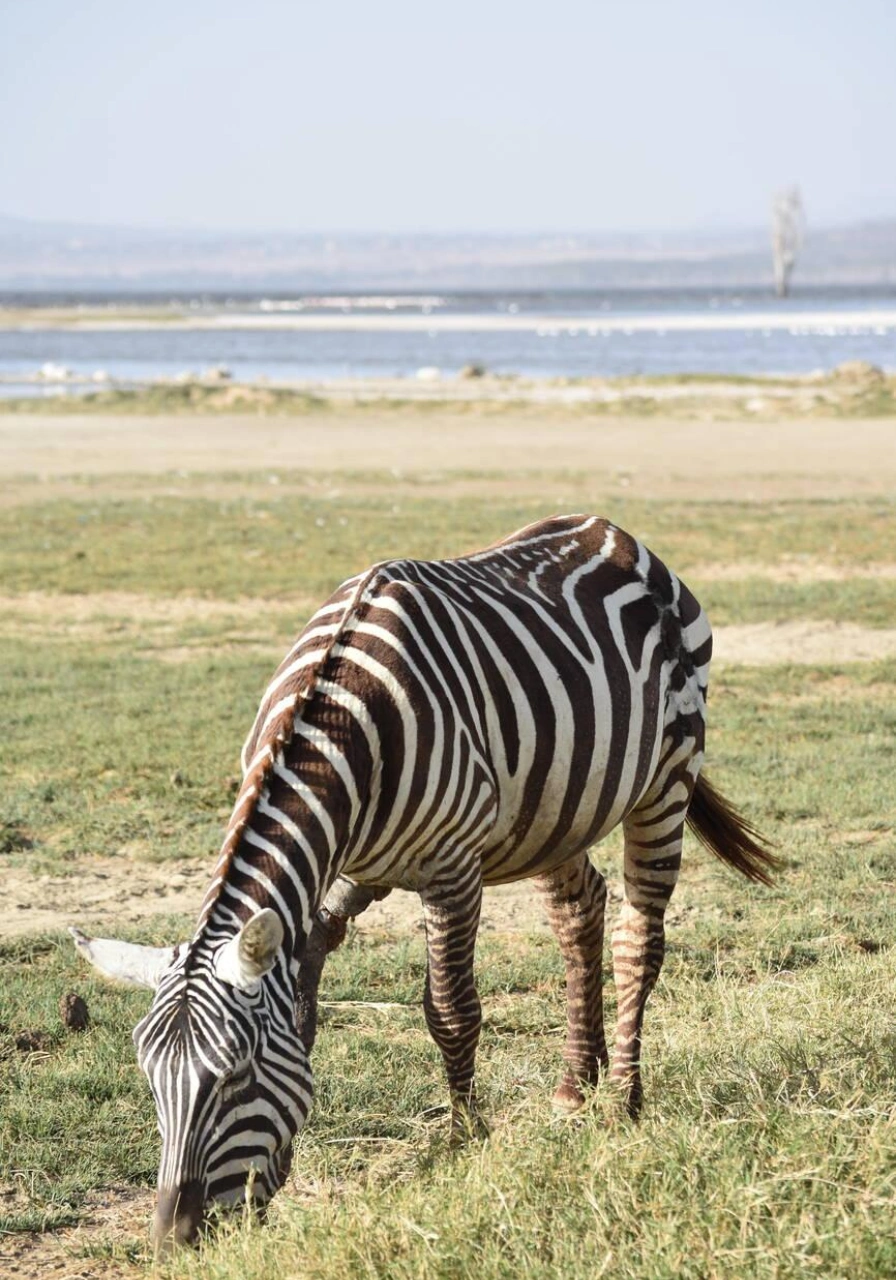 6 Days Masai Mara Safari Attractions