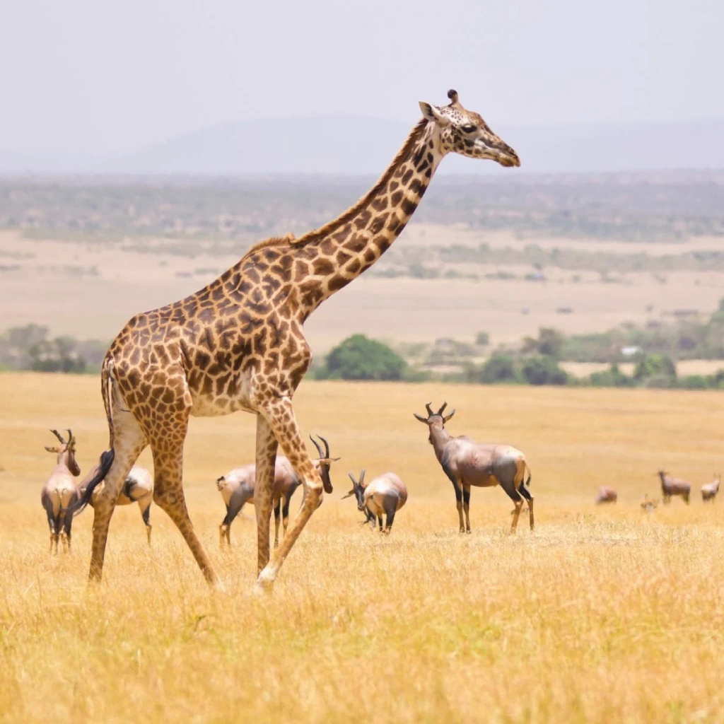 6 Days Masai Mara Safari Wildlife