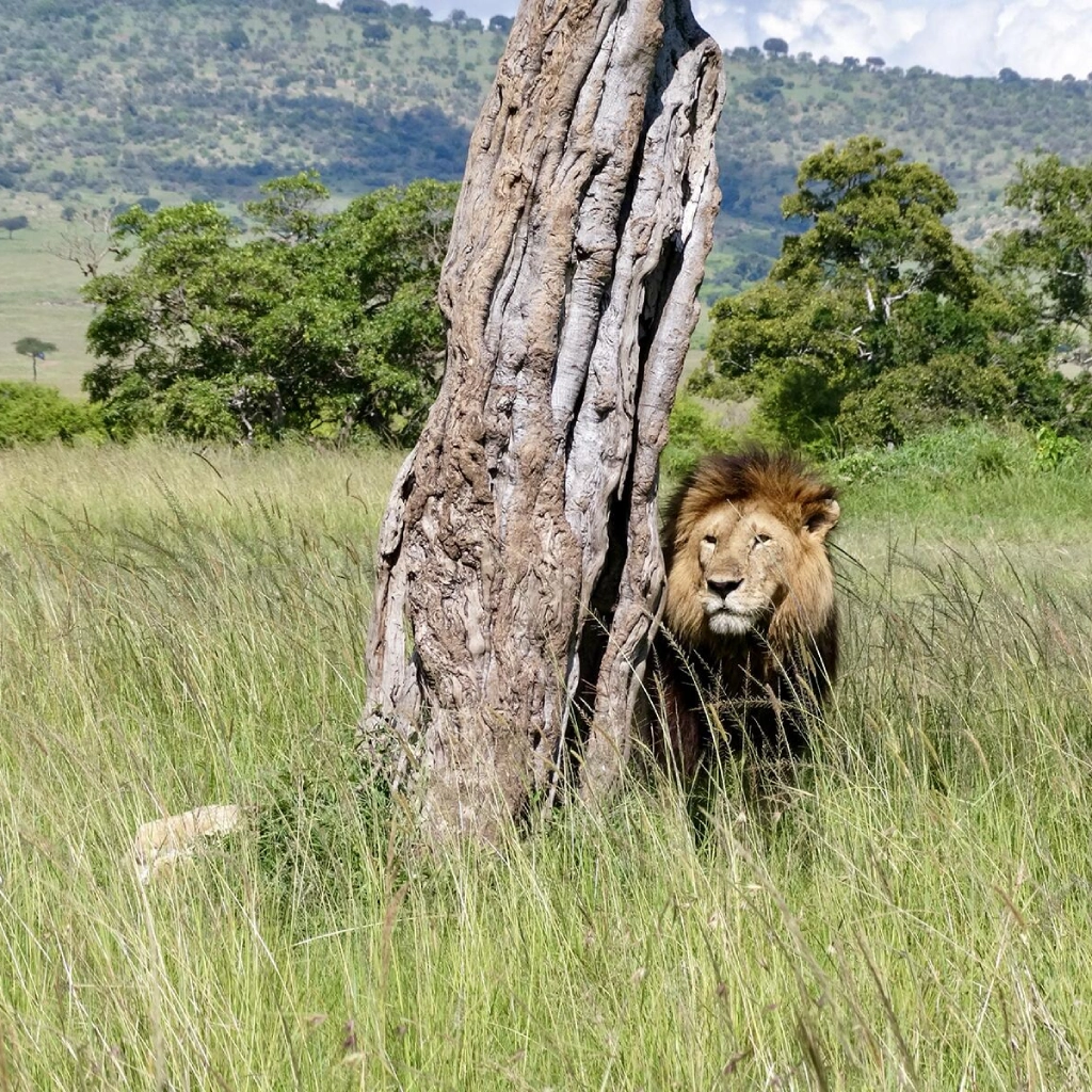 6 Days Migration Trail Safari Wildlife