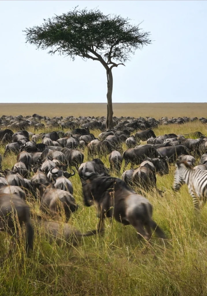 6 Days Migration Trail Safari