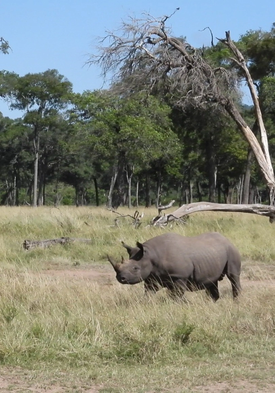 6 Days Migration Trail Safari Attractions