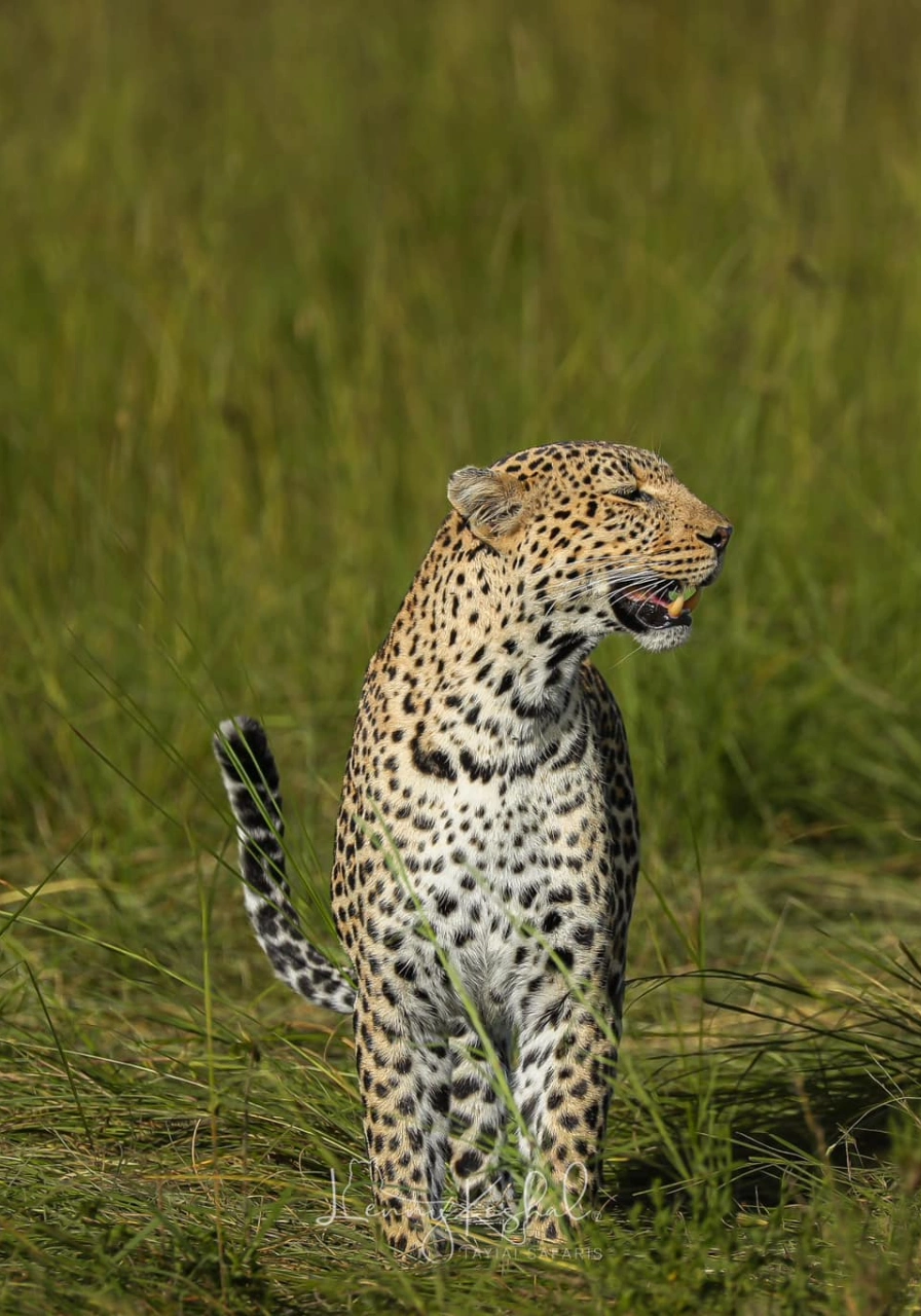 6 Days Migration Trail Safari Attractions