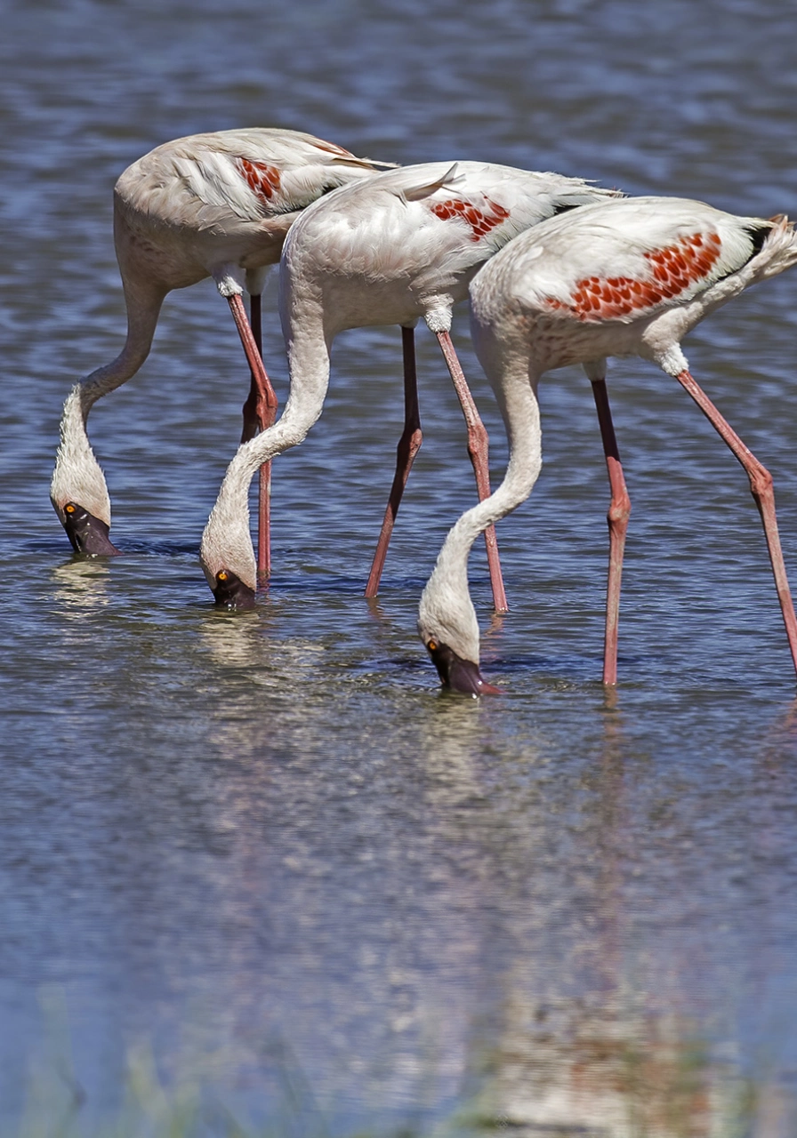 6 Days Migration Trail Safari Attractions