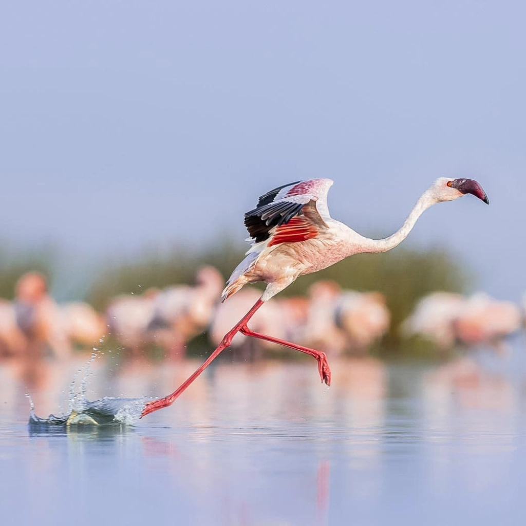 6 Days Migration Trail Safari Attractions