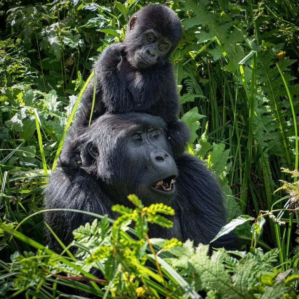 6 Days Uganda Gorillas and Chimps Attractions