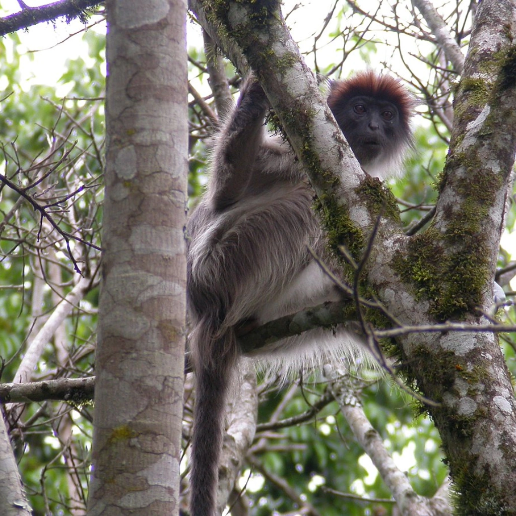 6 Days Uganda Gorillas and Chimps Attractions