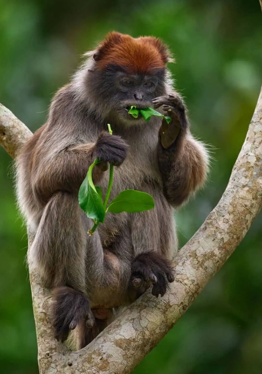 6 Days Uganda Gorillas and Chimps Attractions