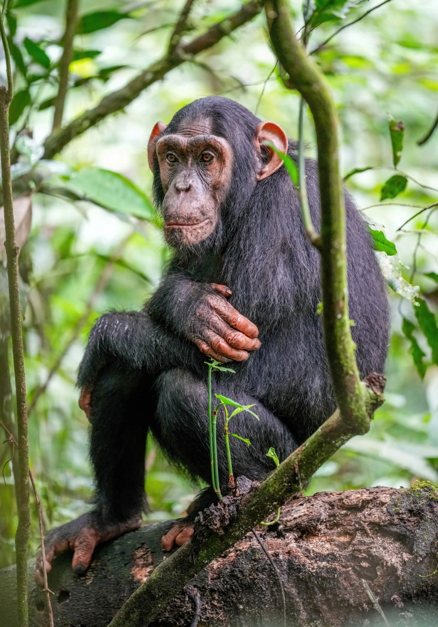 6 Days Uganda Gorillas and Chimps Attractions