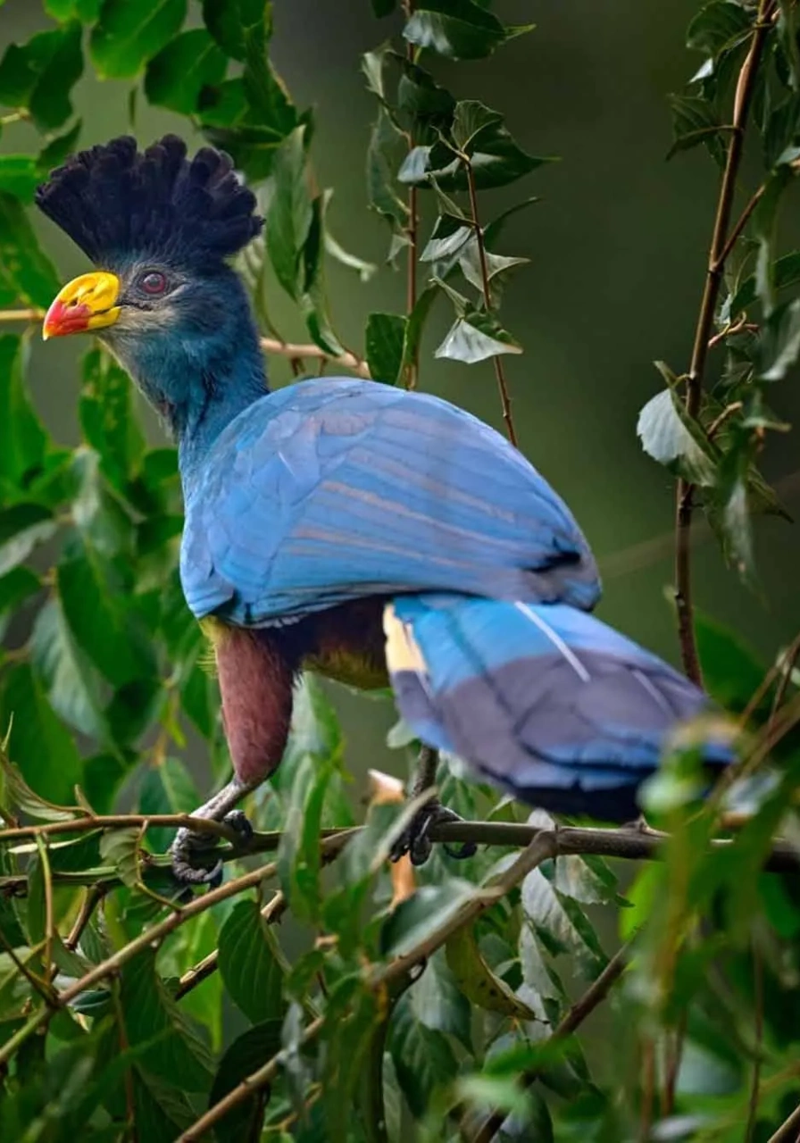 6 Days Uganda Gorillas and Chimps Attractions