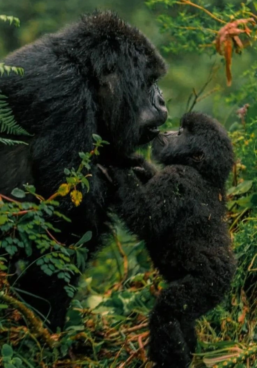 6 Days Uganda Gorillas and Chimps Attractions
