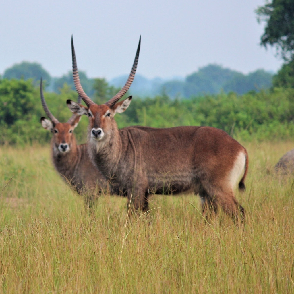 6 Days Uganda Gorillas and Chimps Attractions
