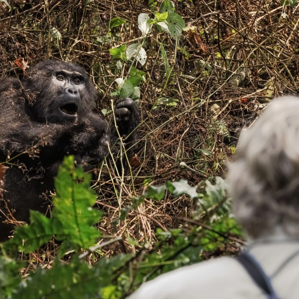 6 Days Uganda Gorillas and Chimps Attractions