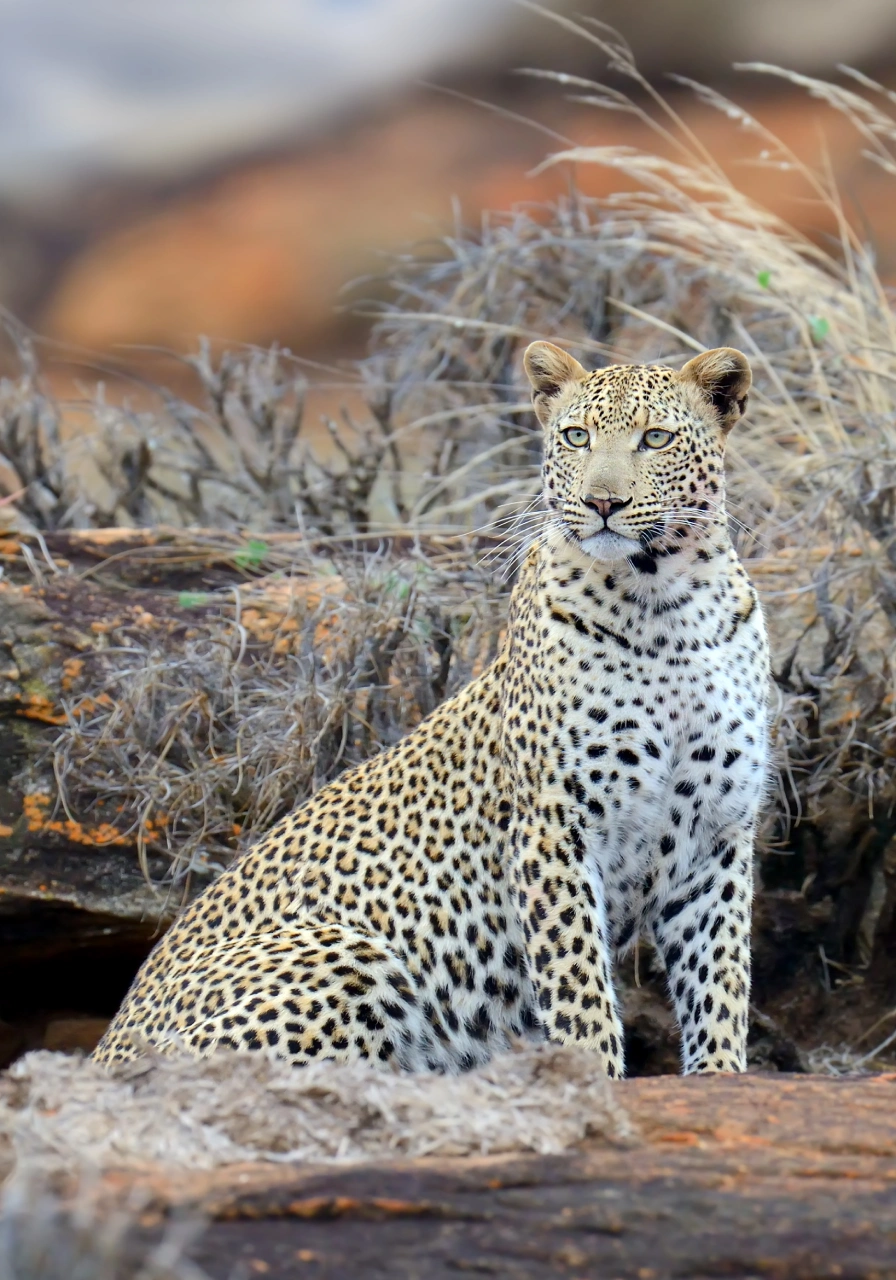 7 Days Amboseli Safari Attractions