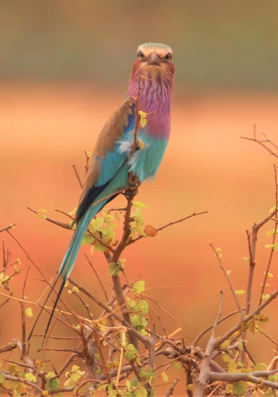 7 Days Amboseli Safari Attractions