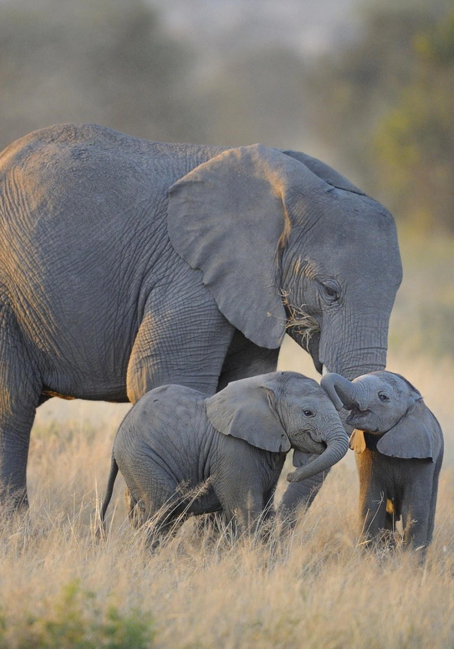 7 Days Amboseli Safari Wildlife