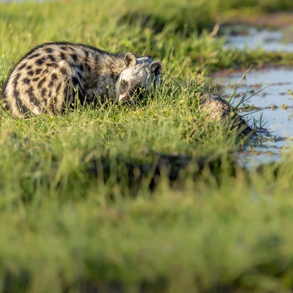 7 Days Amboseli Safari Wildlife