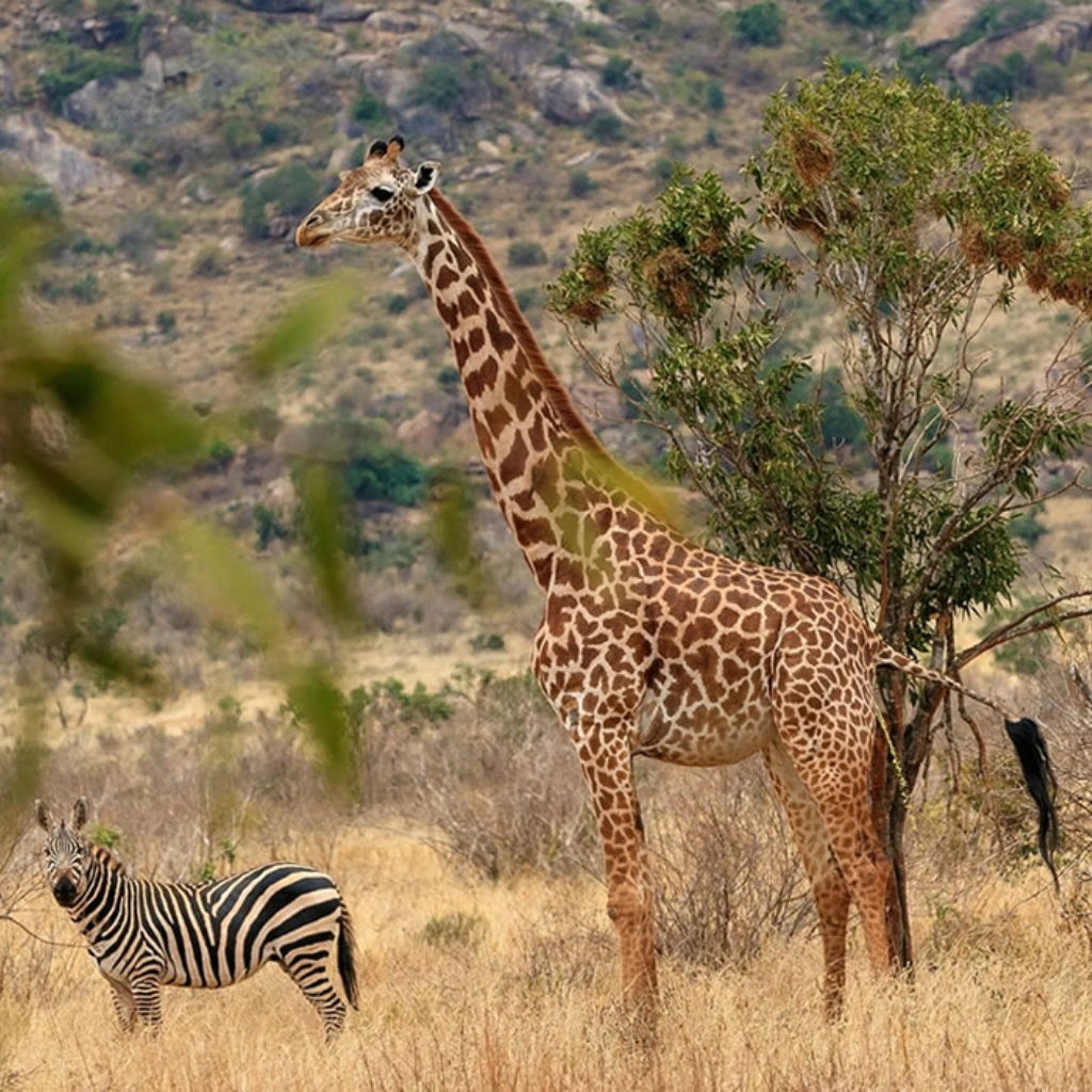 7 Days Amboseli Safari Wildlife