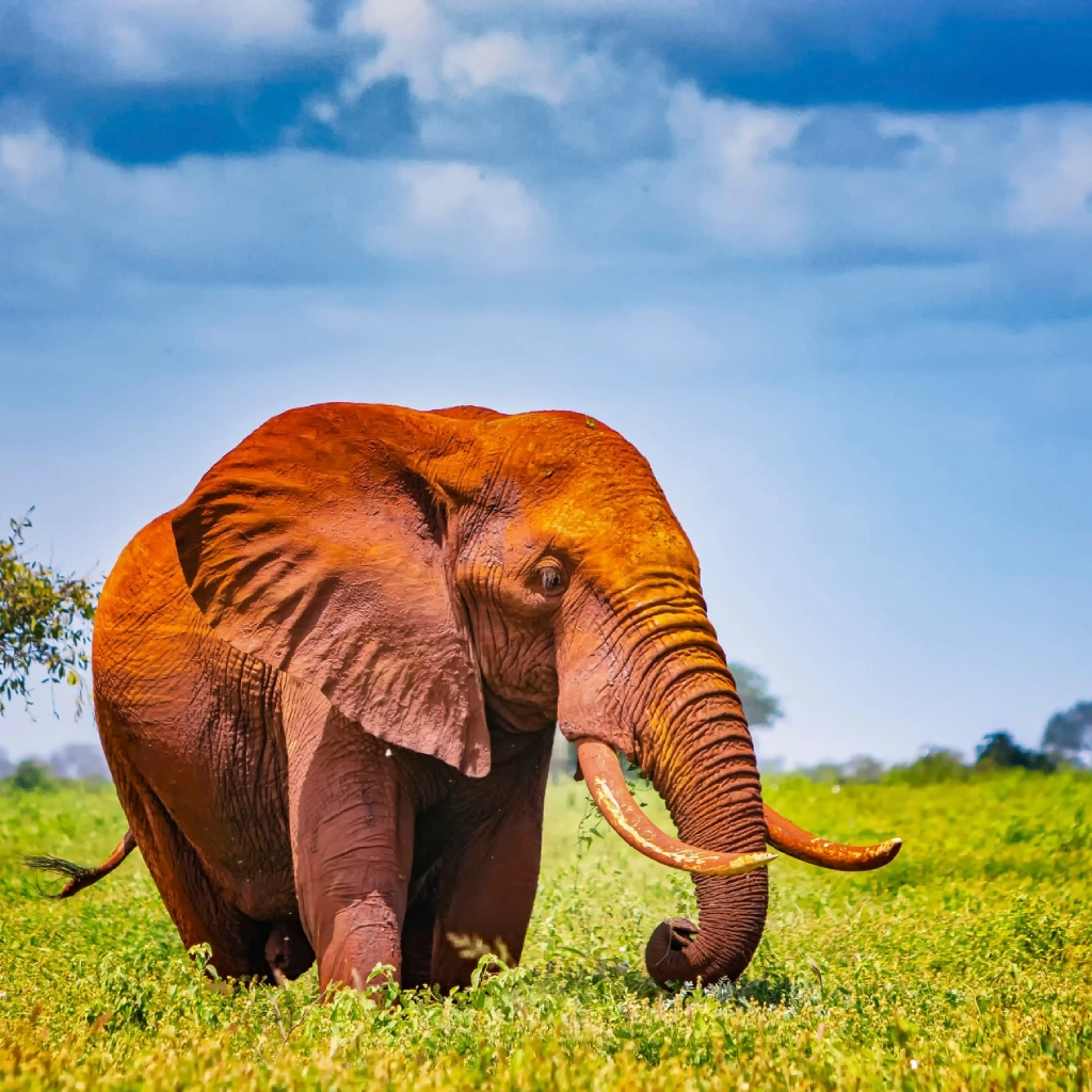 7 Days Amboseli Safari Wildlife