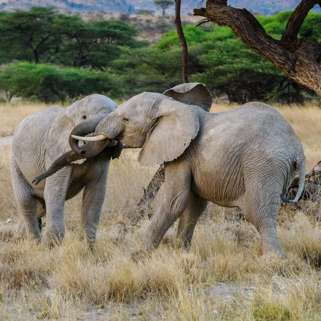 7 Days Samburu Safari Attractions