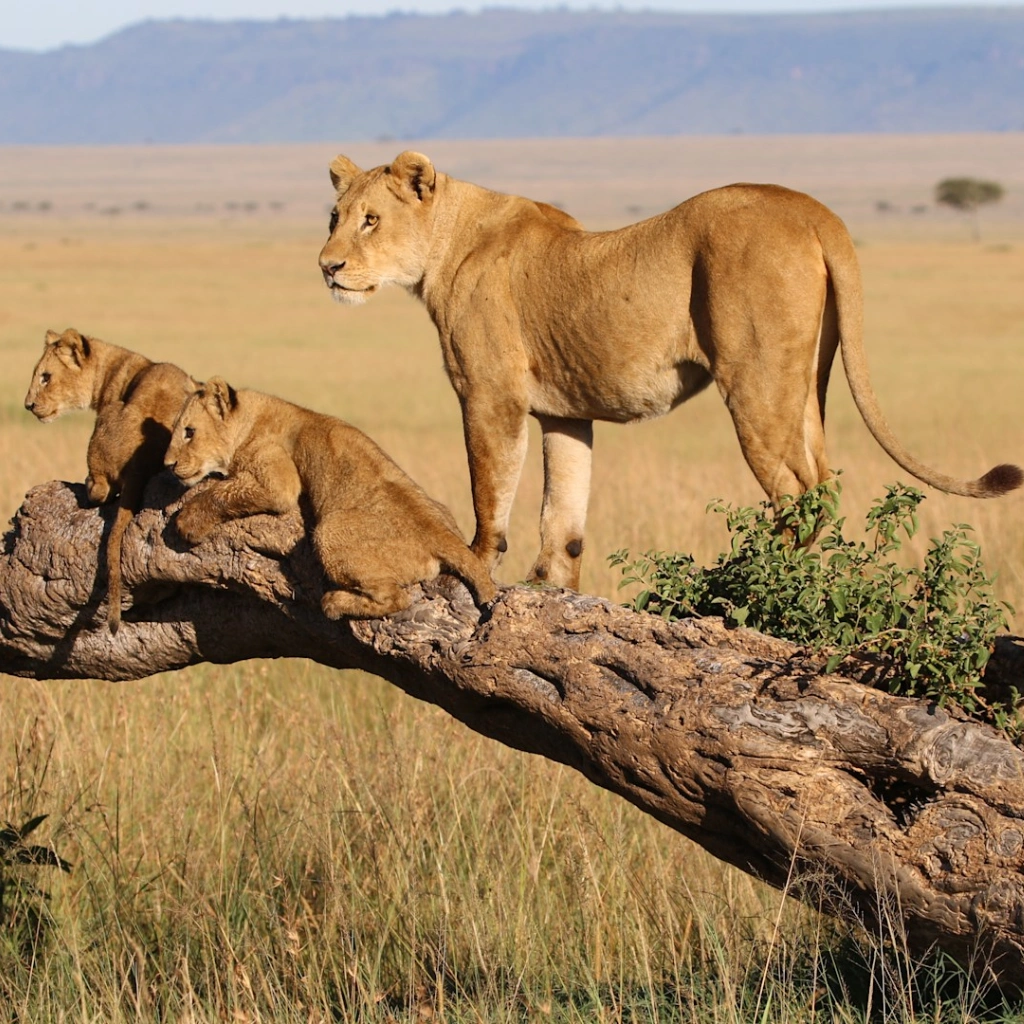 7 Days Samburu Safari Wildlife