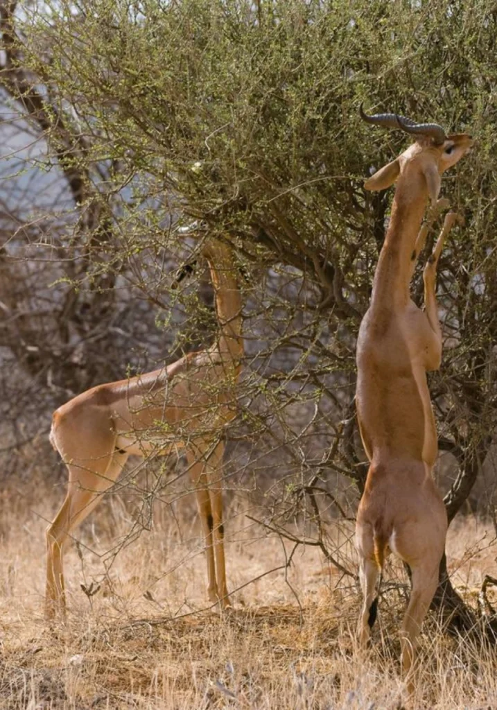 7 Days Samburu Safari Wildlife