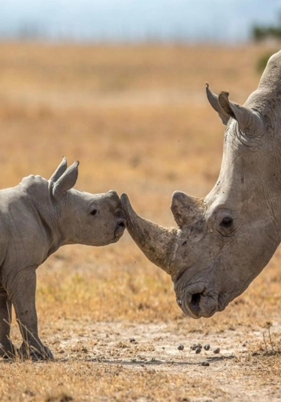 7 Days Samburu Safari Attractions