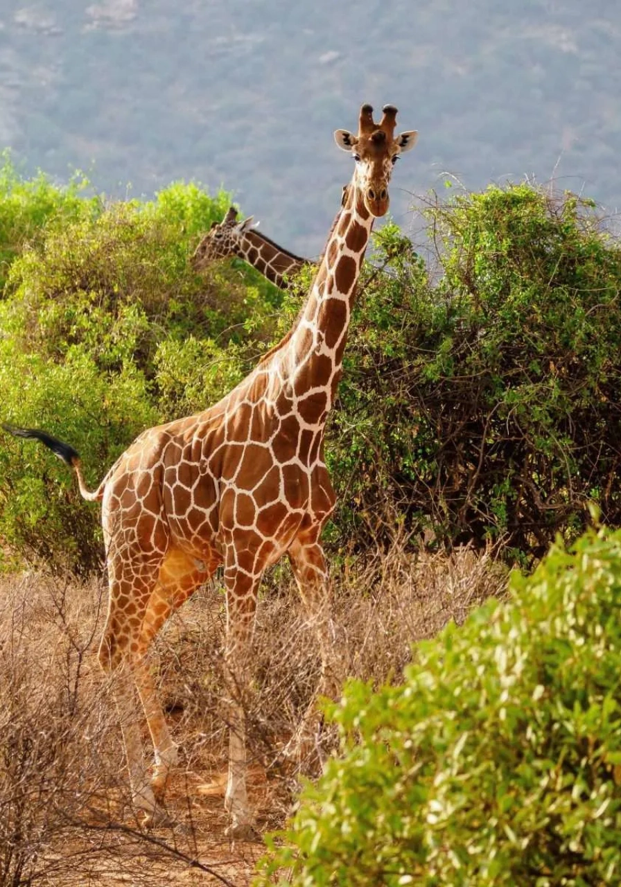 7 Days Samburu Safari Attractions