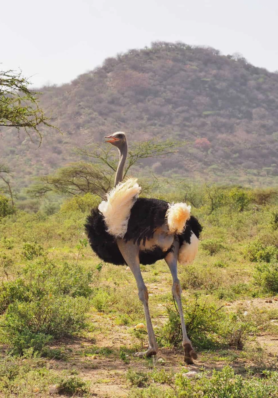 7 Days Samburu Safari Attractions