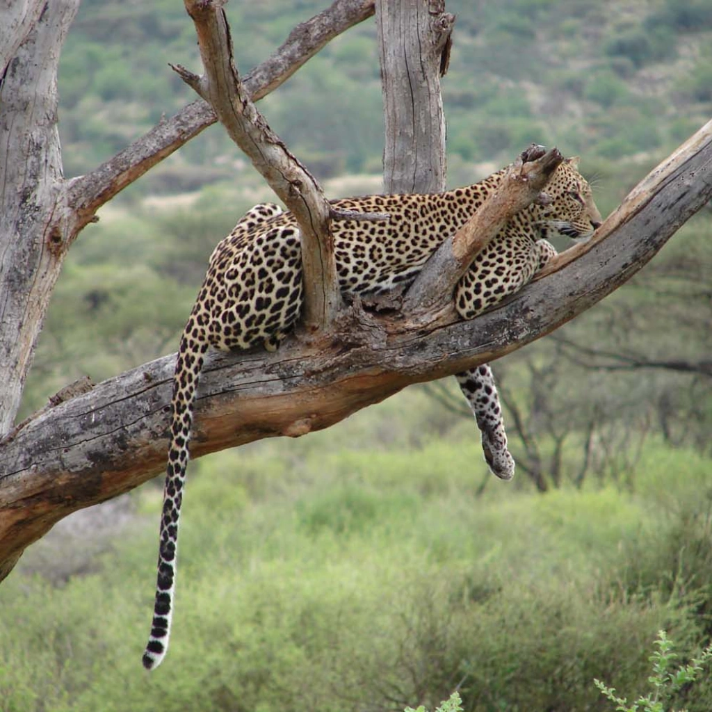 7 Days Samburu Safari Wildlife