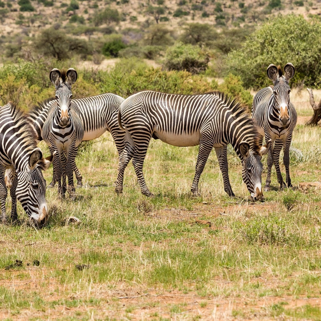 7 Days Samburu Safari Wildlife