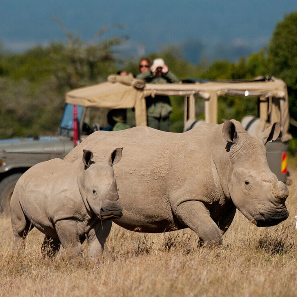 7 Days Samburu Safari Wildlife