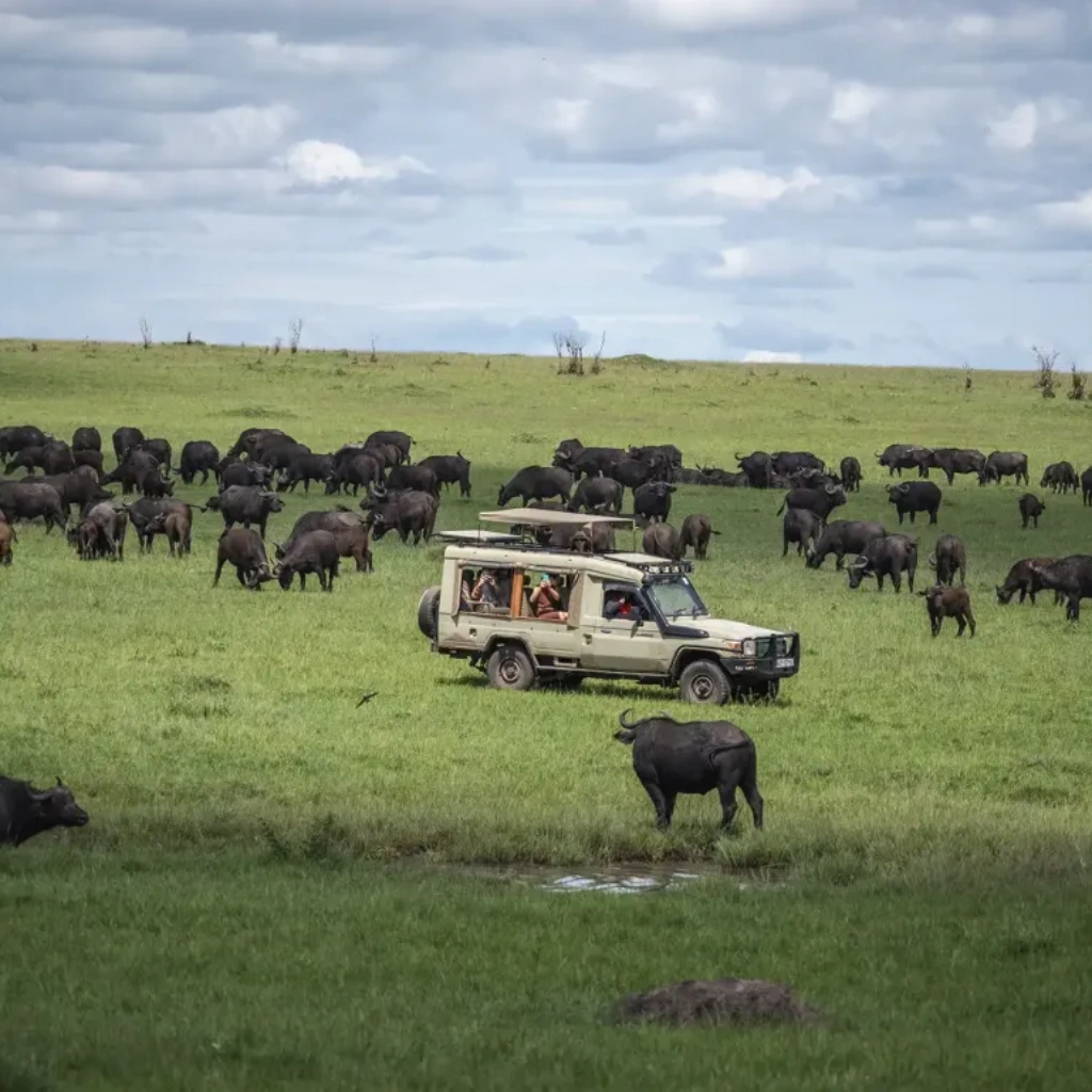 7 Days Savannah Footsteps Safari Attractions