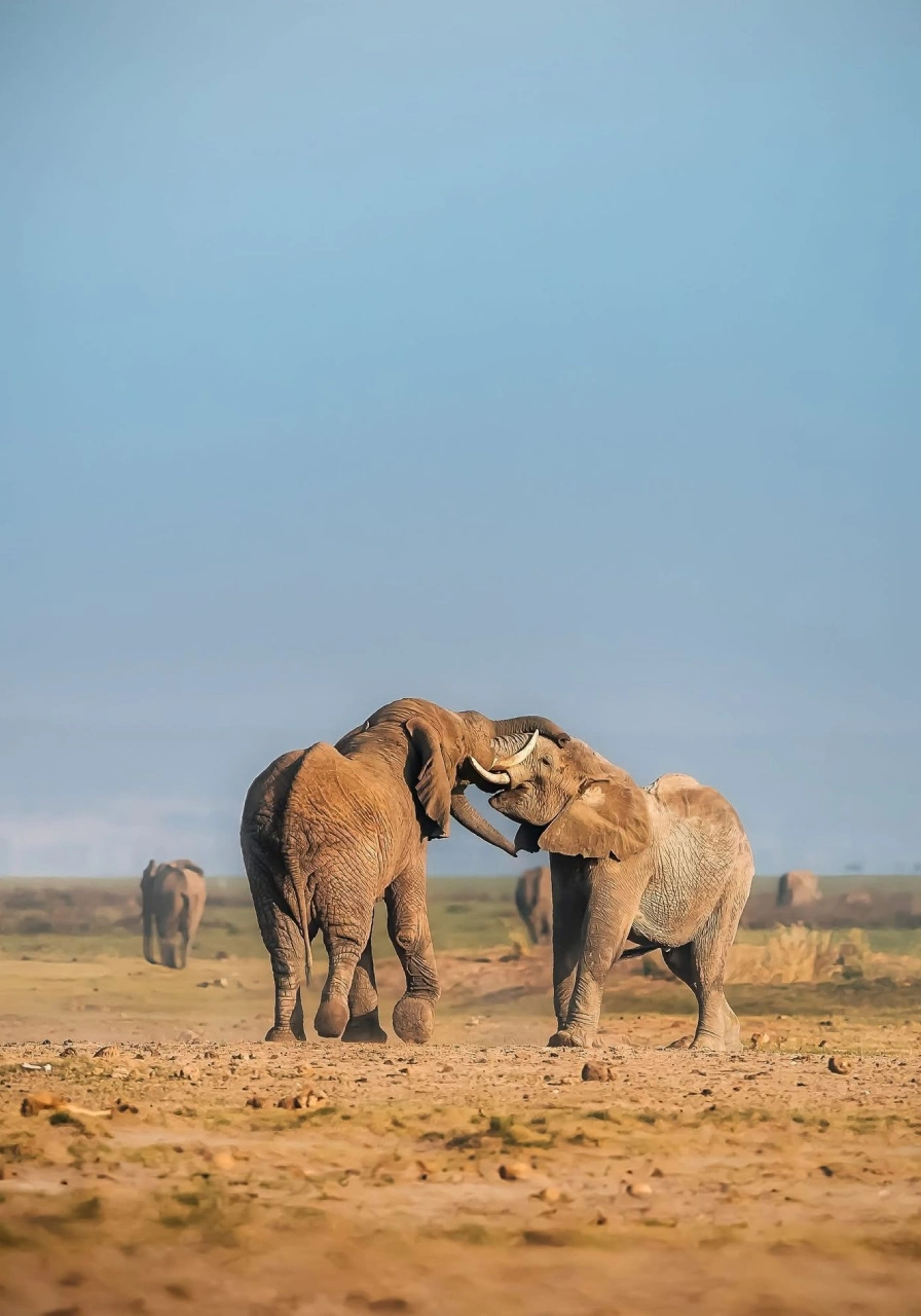 7 Days Savannah Footsteps Safari Wildlife