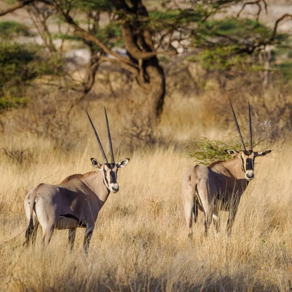 8 Days Heritage Classic Safari Wildlife