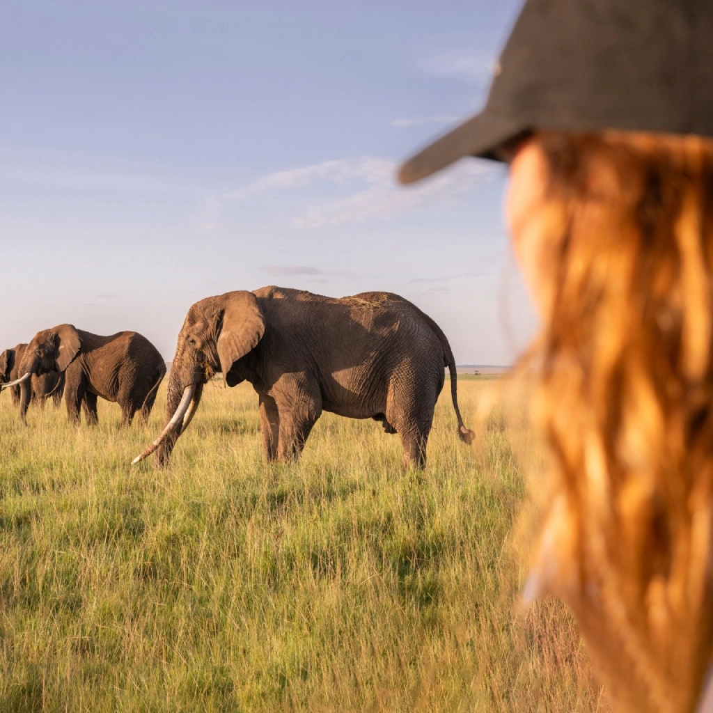 8 Days Heritage Classic Safari Wildlife