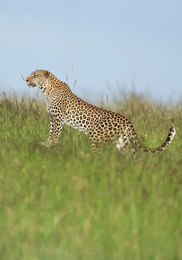 8 Days Heritage Classic Safari Wildlife