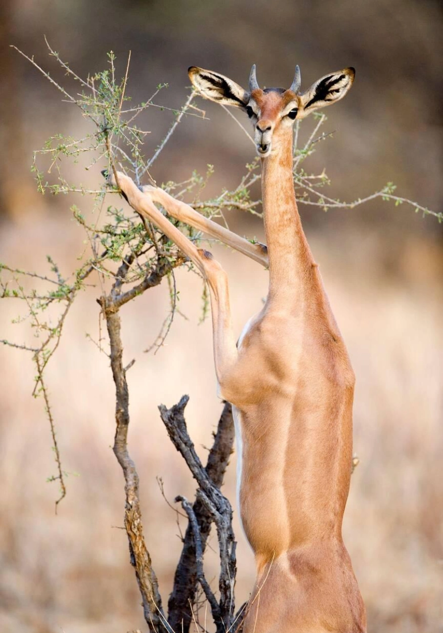 8 Days Heritage Classic Safari Attractions